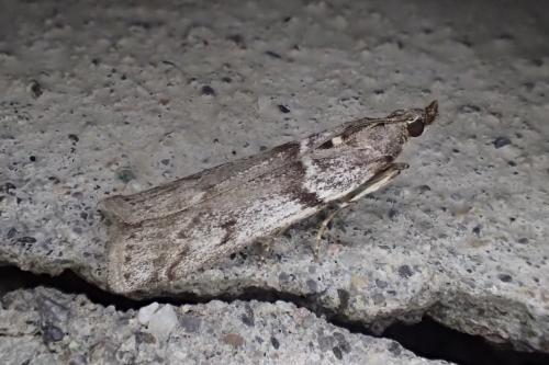 Réf. 180 448 : Zophodia grossulariella